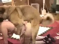 Animal porn dog fucks her owner on skirts